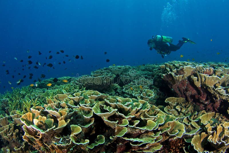 Diver with Coral reef