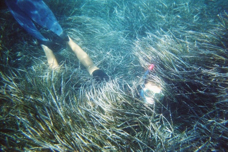 Diver in the sea grass
