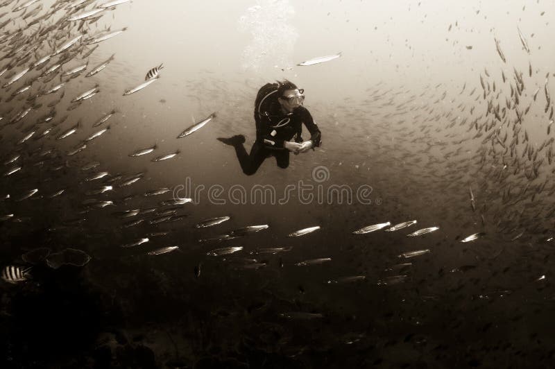 Diver seascape stock photo. Image of angle, chang, ocean 13086530