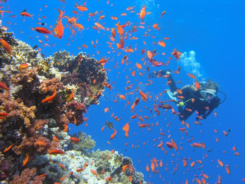 Diver shallow water coral reef