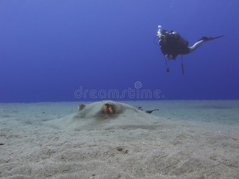 A Stingray with a diver in the background, at the Caribbean Island of Saba. A Stingray with a diver in the background, at the Caribbean Island of Saba