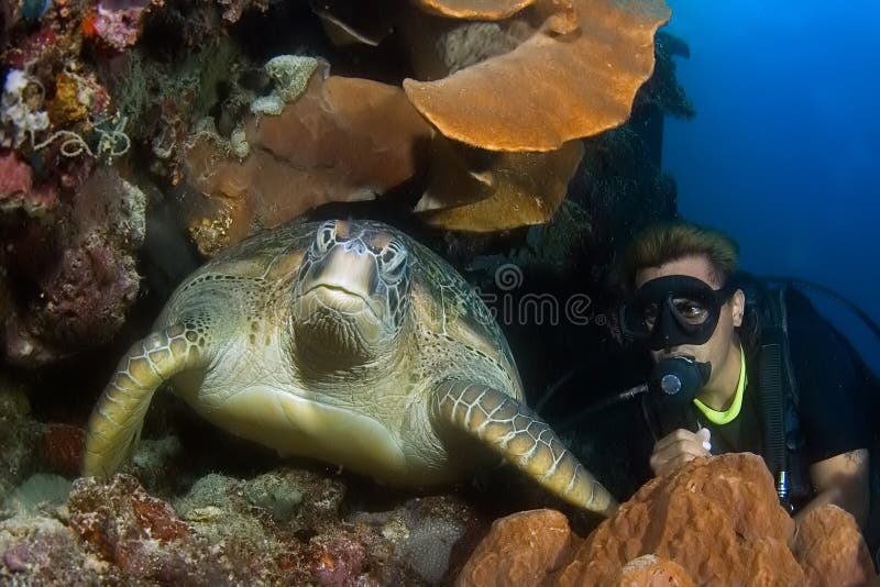 Diver and Turtle Indonesia Sulawesi