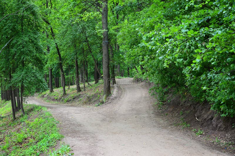 Divergence of paths in the forest. Crossroads among many tree