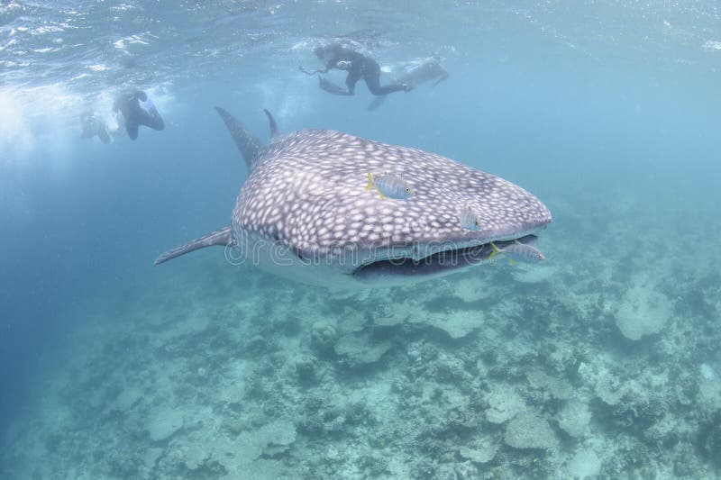 Large Whale Shark from Top View Stock Photo - Image of dangerous, isla