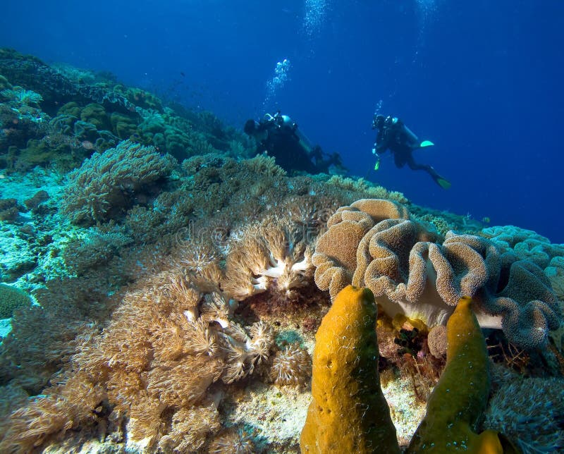 Caribbean reef shark stock image. Image of predator, underwater - 35678331