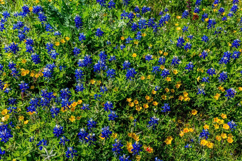 Divers Texas Wildflowers images libres de droits Divers Texas Wildflowers images libres de droits