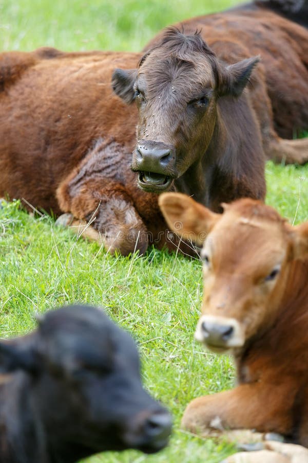 Diversas vacas de pinturas diferentes descansam em um prado verde na primavera imagens de stock Diversas vacas de pinturas diferentes descansam em um prado verde na primavera imagens de stock