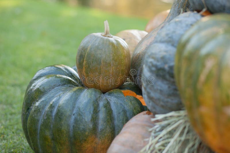 Diversas variedades de calabazas y de calabazas en la paja Opinión superior de las verduras coloridas Calabazas anaranjadas y ver fotos de archivo libres de regalías Diversas variedades de calabazas y de calabazas en la paja Opinión superior de las verduras coloridas Calabazas anaranjadas y ver fotos de archivo libres de regalías