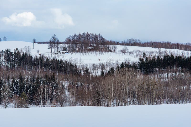 This horizontal landscape provides a textured view of the Biei countryside, featuring a dense grove of mixed forest separating two large snow-covered fields. The dark trunks and green needles create a rich middle ground against the soft white terrain and the hazy winter sky... The image is a versatile choice for environmental awareness campaigns, travel branding for northern Japan, or as an. Overcast grove stock images, royalty-free photos and pictures