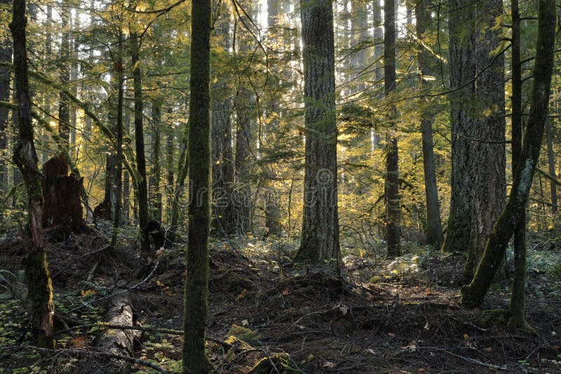 Diversidad de árboles en un bosque del viejo crecimiento fotografía de archivo libre de regalías Diversidad de árboles en un bosque del viejo crecimiento fotografía de archivo libre de regalías