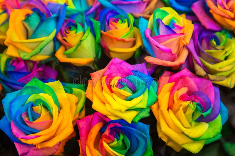 Diversity, joy, LGBT, rainbow, flowers, gender equality background. Colorful variety of roses of all colors of the rainbow as a floral background or texture. Diversity, joy, LGBT, rainbow, flowers, gender equality background. Colorful variety of roses of all colors of the rainbow as a floral background or texture.