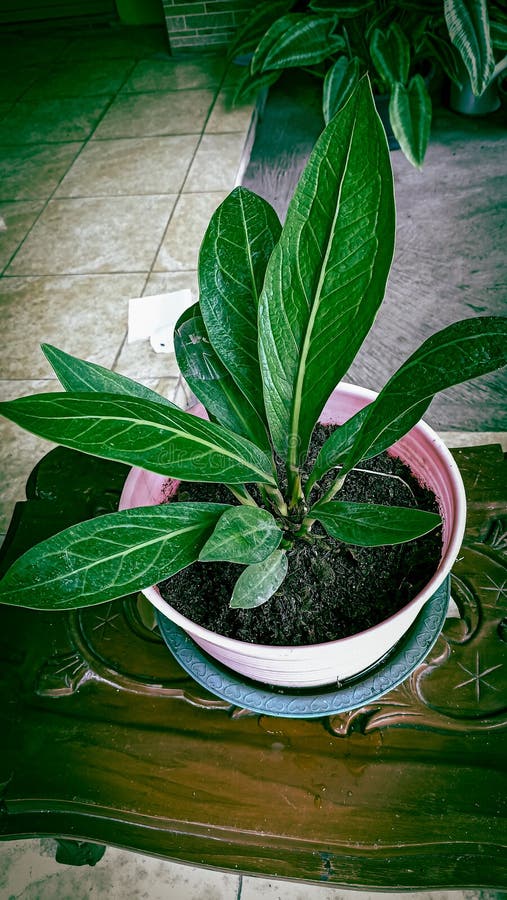 diversos-tipos-de-hojas-de-plantas-de-antiurio-imagen-de-archivo