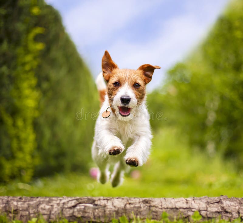 Divertido y alegre sonriente cachorro de perro mascota corriendo en el pasto