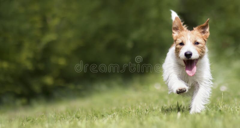 Divertido y feliz cachorro de perro de mascota corriendo en el pasto y sonriendo