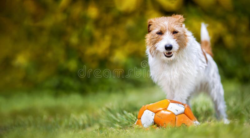 Divertido y feliz perro mascota parado en una pelota