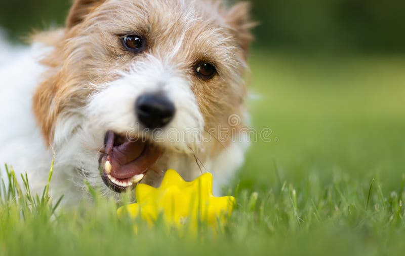 Divertido y feliz perro masticando un juguete jugando al aire libre