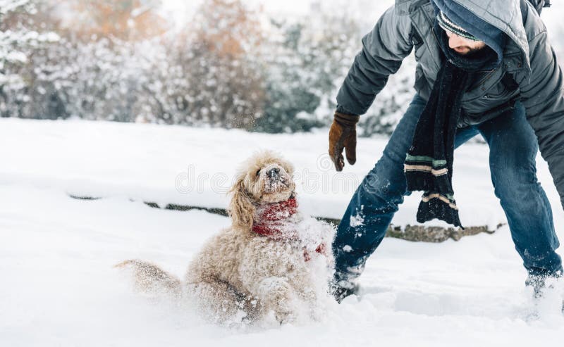 Divertimento di lotta della palla di neve con l'animale domestico ed il suo proprietario nella neve inverno uff immagine stock Divertimento di lotta della palla di neve con l'animale domestico ed il suo proprietario nella neve inverno uff immagine stock