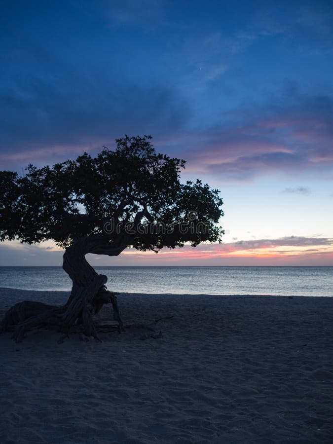 Divi Tree on Eagle beach Aruba at sunset stock photos Divi Tree on Eagle beach Aruba at sunset stock photos