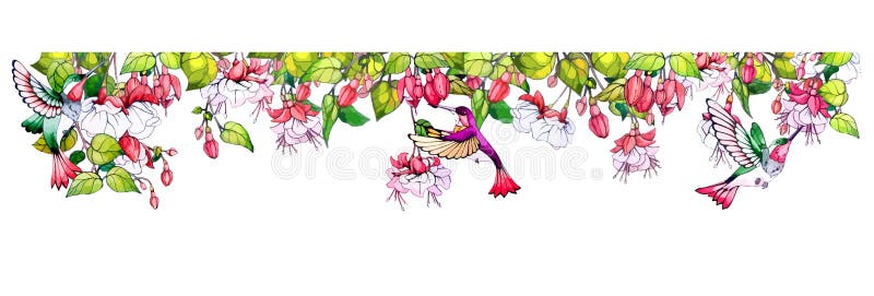 Divider with fuchsia flowers and hummingbird bird. Decorative frame from tropical design. Ornament of blossom plants and