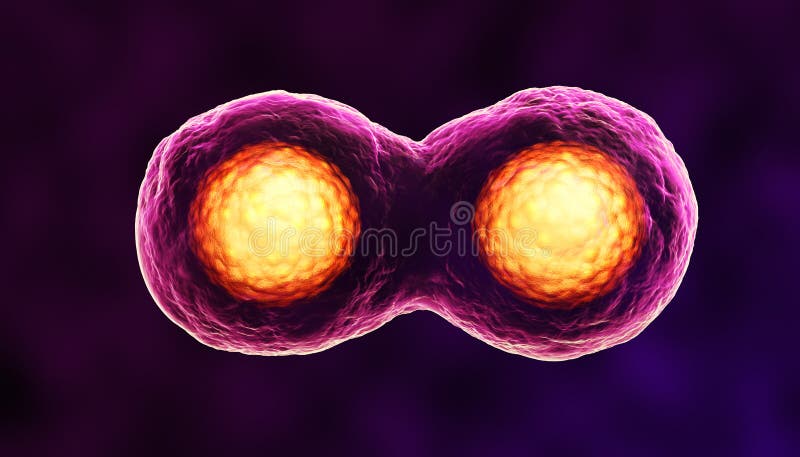 3d render buněk, rozdělení nebo mitosis.