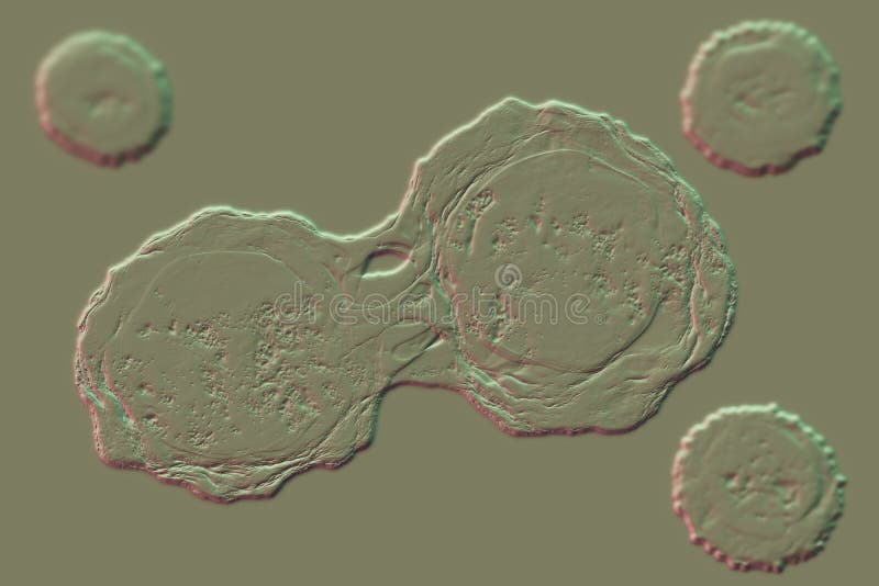 Dividing Stem Cells 3D Illustration Stock Illustration Biology Diagrams