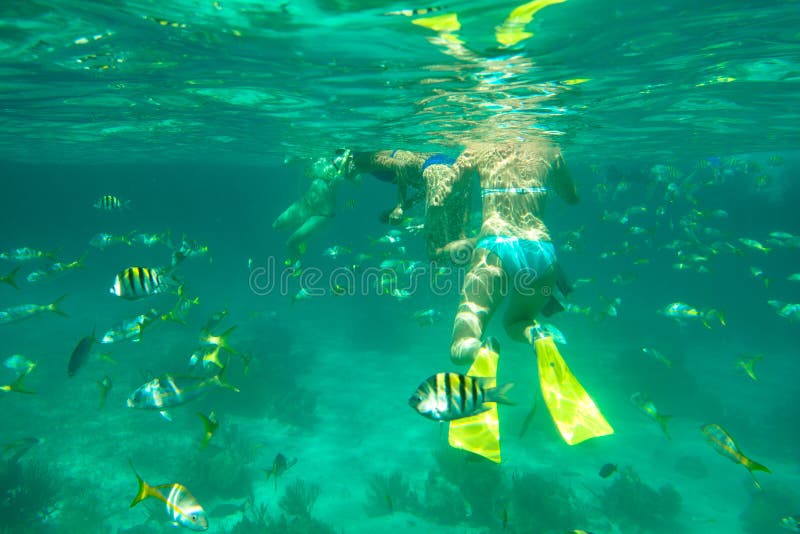 Diving in the Caribbean Sea royalty free stock photography Diving in the Caribbean Sea royalty free stock photography
