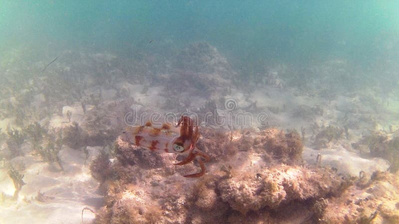 Diving in the Caribbean Sea. Tropical fish. Squid juvenile brown band. royalty free stock photography Diving in the Caribbean Sea. Tropical fish. Squid juvenile brown band. royalty free stock photography