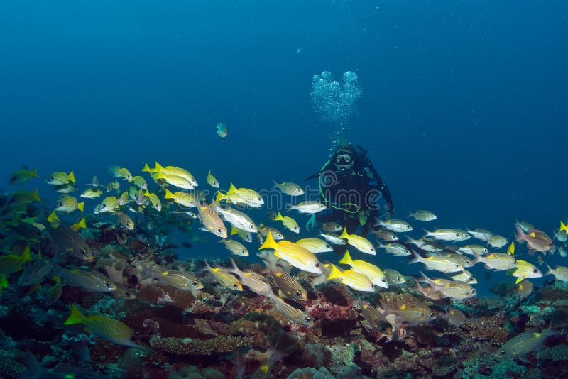 Diving Maldives