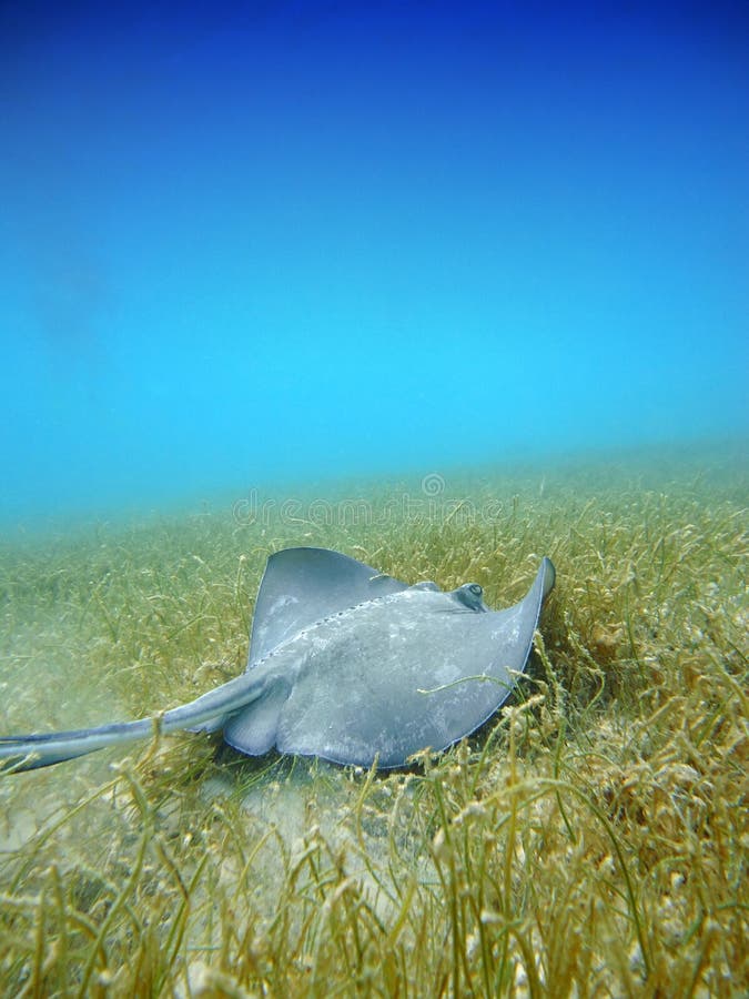 Diving with Manta ray stock image. Image of swim, diving - 23791043
