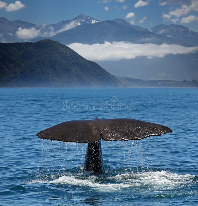 Diving Sperm whale near coastline of Kaikoura (New Zealand)