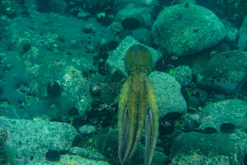 Diving and underwater photography, octopus under water in its natural habitat. royalty free stock images