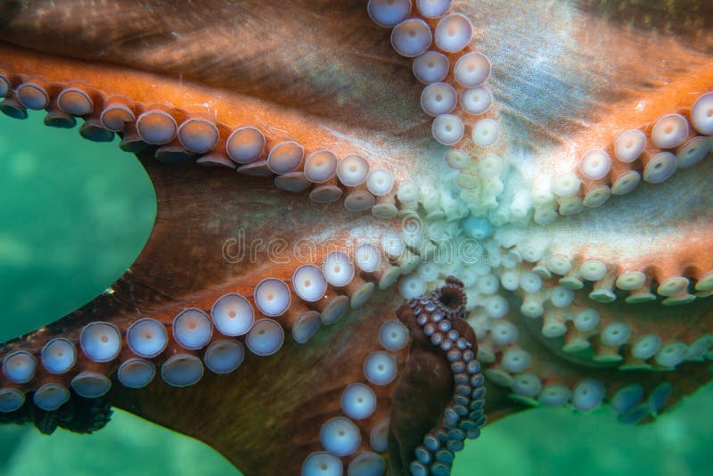 Diving and underwater photography, octopus under water in its natural habitat. stock photography