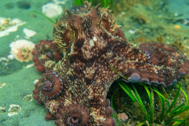 Diving and underwater photography, octopus under water in its natural habitat. stock image