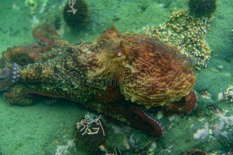 Diving and underwater photography, octopus under water in its natural habitat. royalty free stock photography