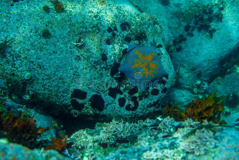 Diving and underwater photography, octopus under water in its natural habitat. royalty free stock images