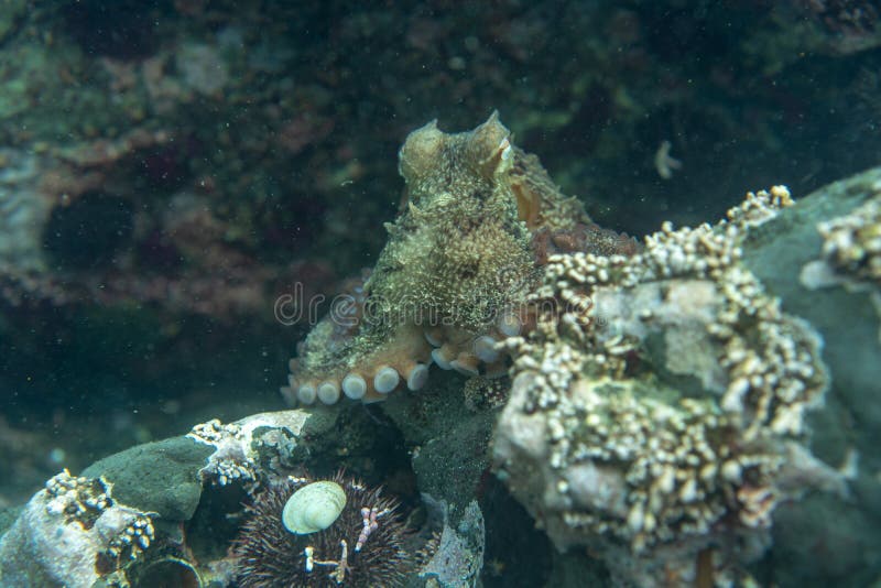 Diving and underwater photography, octopus under water in its natural habitat stock image