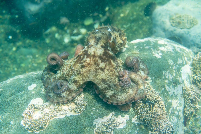 Diving and underwater photography, octopus under water in its natural habitat royalty free stock images