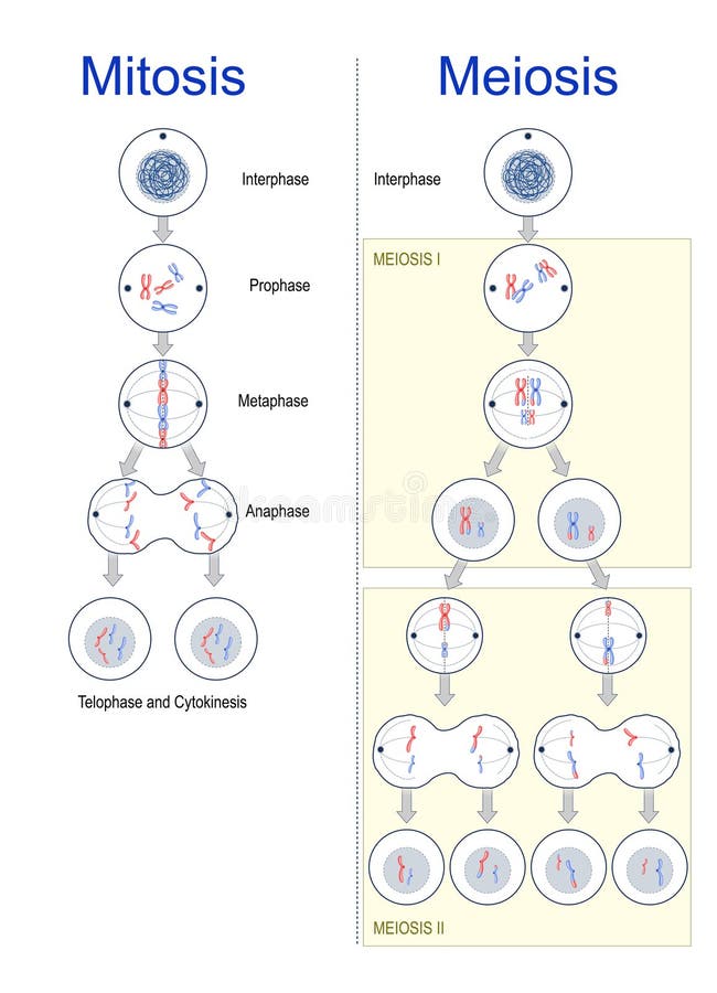 Division cellulaire. mitose et méiose illustration stock