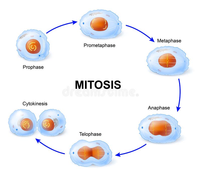 Divisione Delle Cellule Mitosi Illustrazione Vettoriale Biology Diagrams