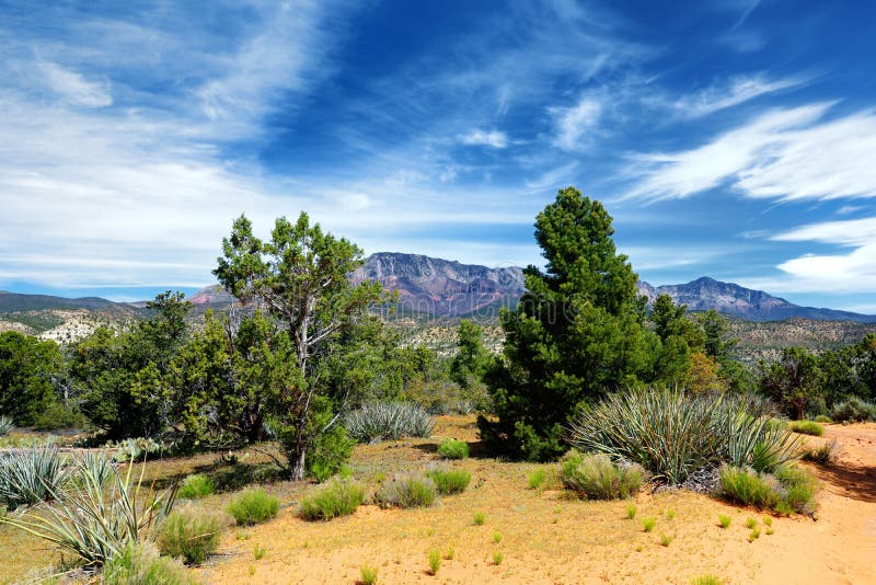 Dixie National Forest nahe flachen Sandsteinformationen Yant in Utah lizenzfreie stockbilder Dixie National Forest nahe flachen Sandsteinformationen Yant in Utah lizenzfreie stockbilder