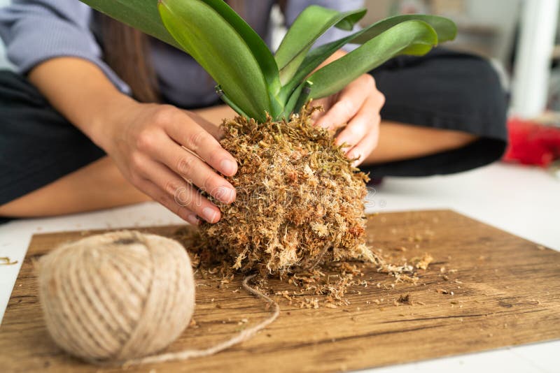 DIY home decoration with air plant hanging japanese moss ball. Woman making orchid kokedama with moss and rope