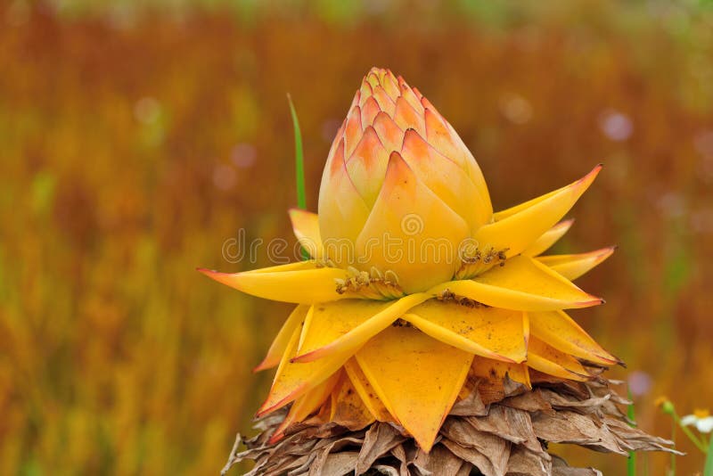 Golden Lotus Banana, Ensete Lasiocarpum/ Chinese Dwarf Banana Stock Image -  Image of member, lotus: 155307091