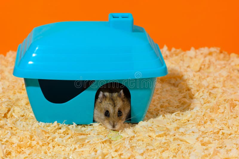 plastic hamster house