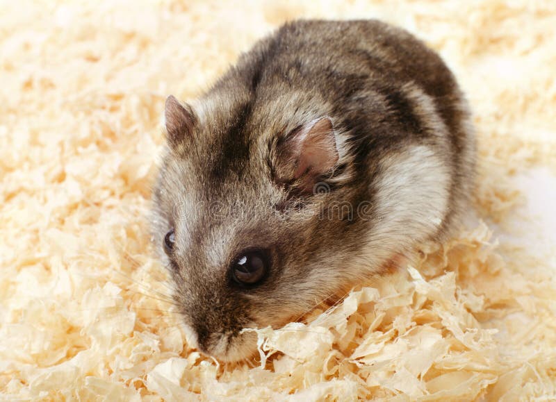 Djungarian Hamster in Sawdust Stock Photo Image of sweet, animal