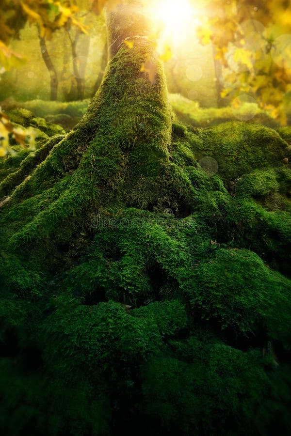 Djup magisk skog royaltyfri foto Djup magisk skog royaltyfri foto