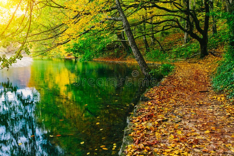 Djup skogbana i solskenet nära sjön Plitvice sjöar, Kroatien arkivfoto Djup skogbana i solskenet nära sjön Plitvice sjöar, Kroatien arkivfoto