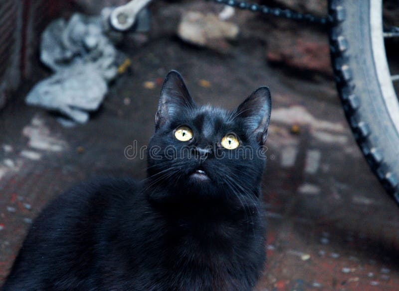 Djup svart katt i Marocko arkivbilder Djup svart katt i Marocko arkivbilder