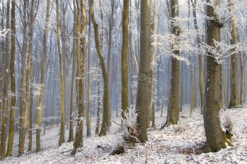 Djupfryst skog med solen som skiner på trädstammar på en vintermorgon royaltyfri fotografi Djupfryst skog med solen som skiner på trädstammar på en vintermorgon royaltyfri fotografi