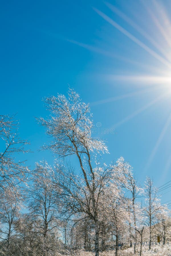 Djupfrysta träd i vinter med blå himmel royaltyfri foto Djupfrysta träd i vinter med blå himmel royaltyfri foto