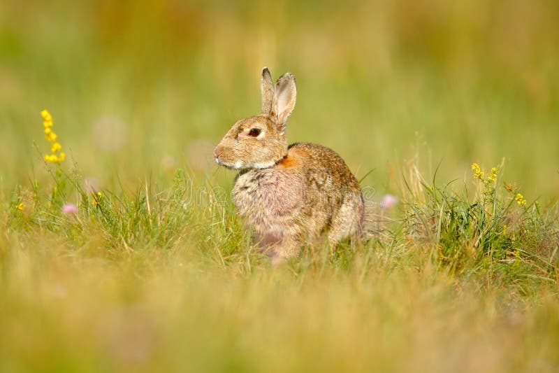 Djur i naturlivsmiljön, liv i ängen, Tyskland Europeisk kanin eller gemensam kanin, Oryctolaguscuniculus som döljas i grasna royaltyfria bilder Djur i naturlivsmiljön, liv i ängen, Tyskland Europeisk kanin eller gemensam kanin, Oryctolaguscuniculus som döljas i grasna royaltyfria bilder